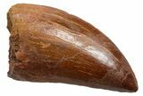 Bargain, Carcharodontosaurus Tooth - Real Dinosaur Tooth #351645-1